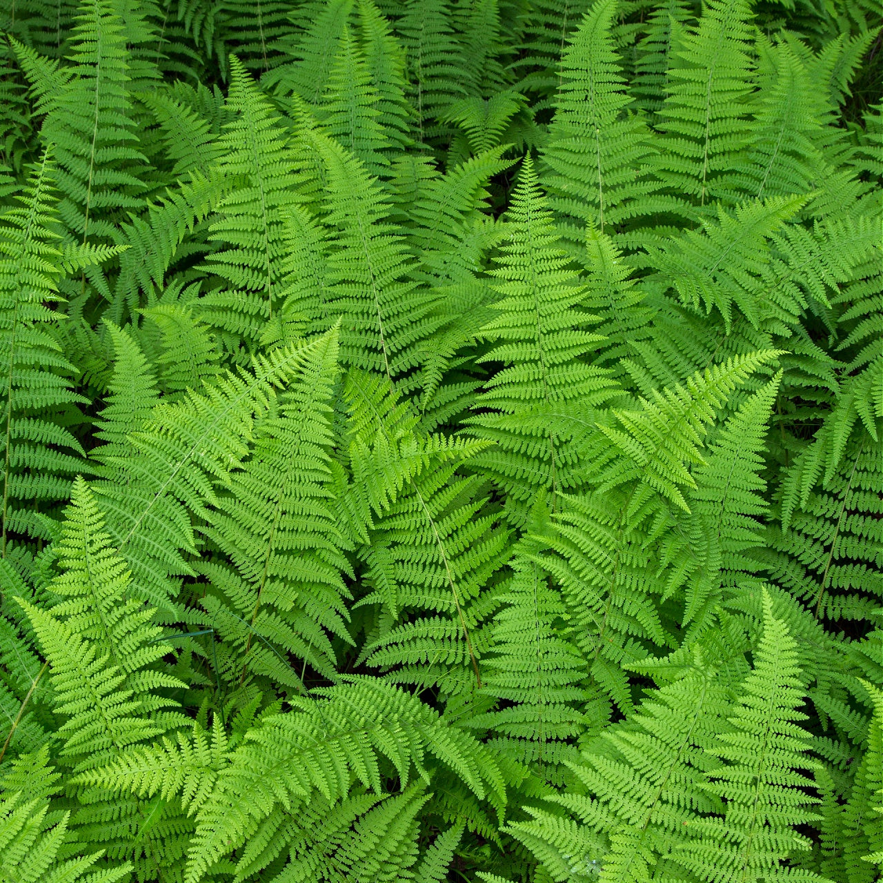 Hay Scented Fern