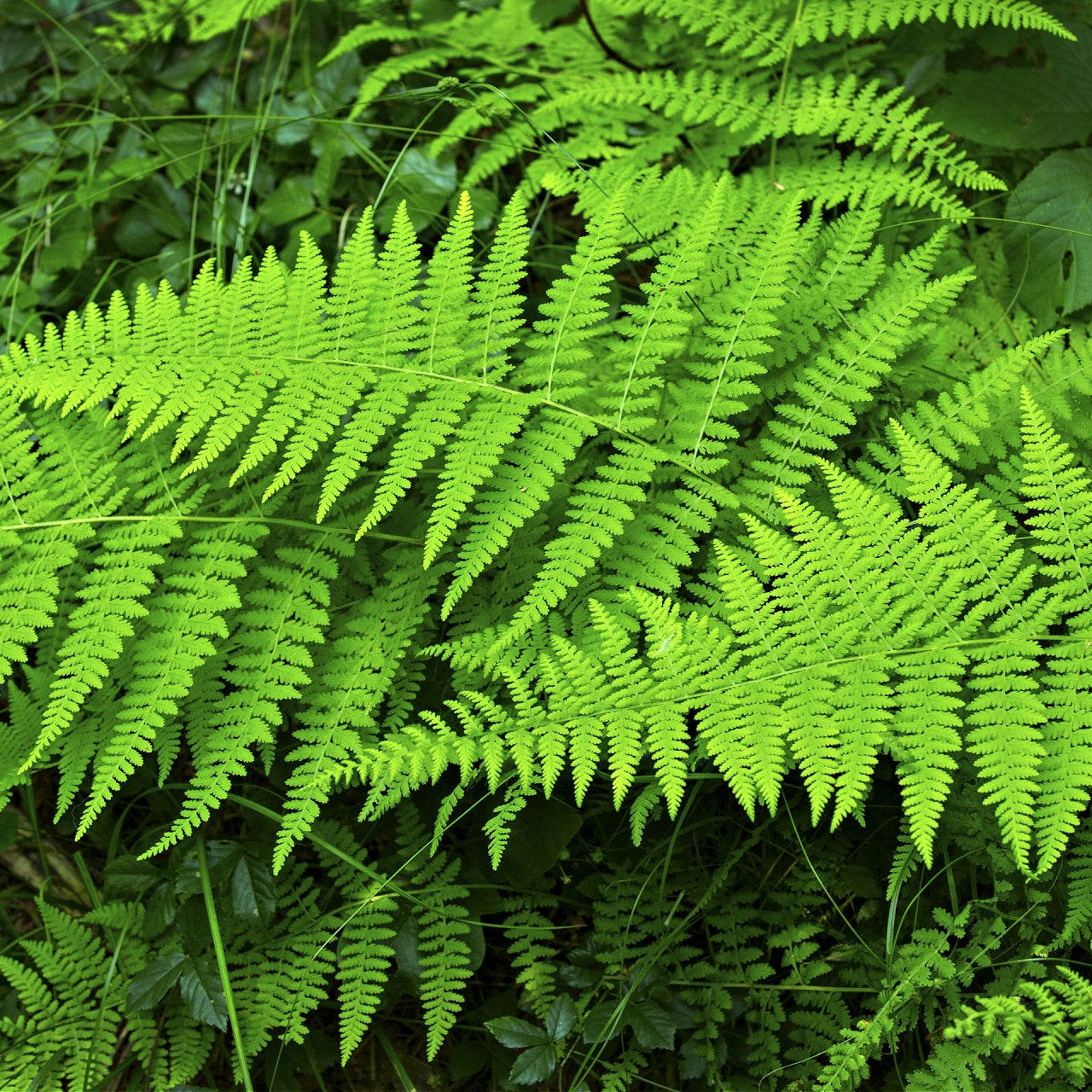 Hay Scented Fern Plant