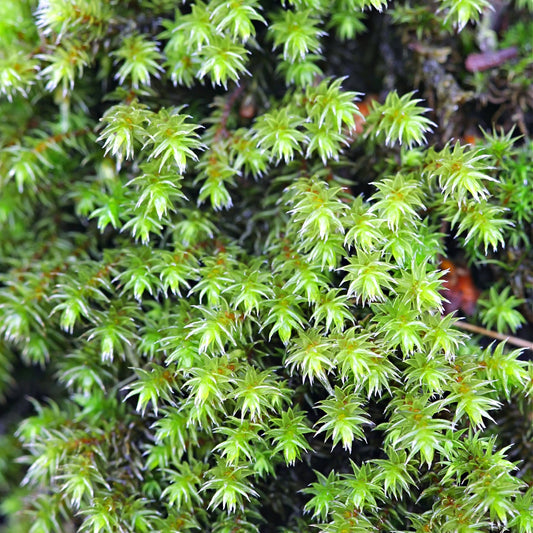 Hedwigia Ciliate Moss