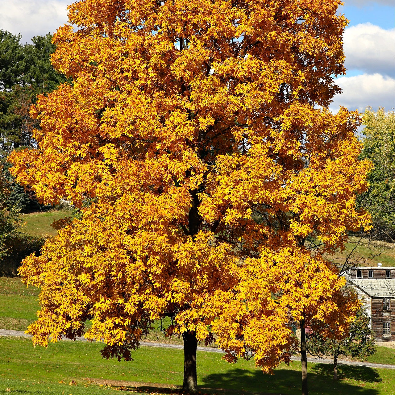 Hickory Tree