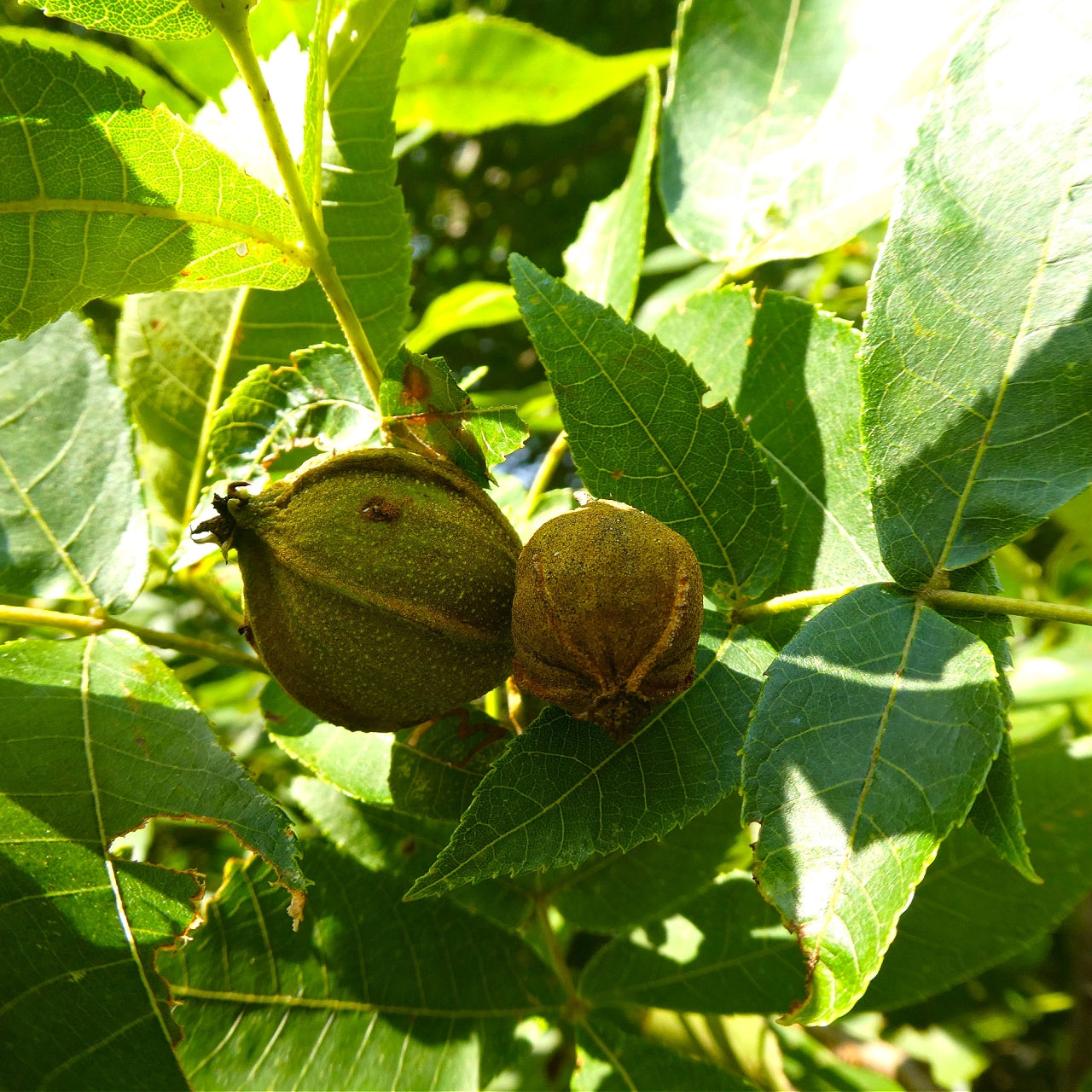 Hickory Tree nuts