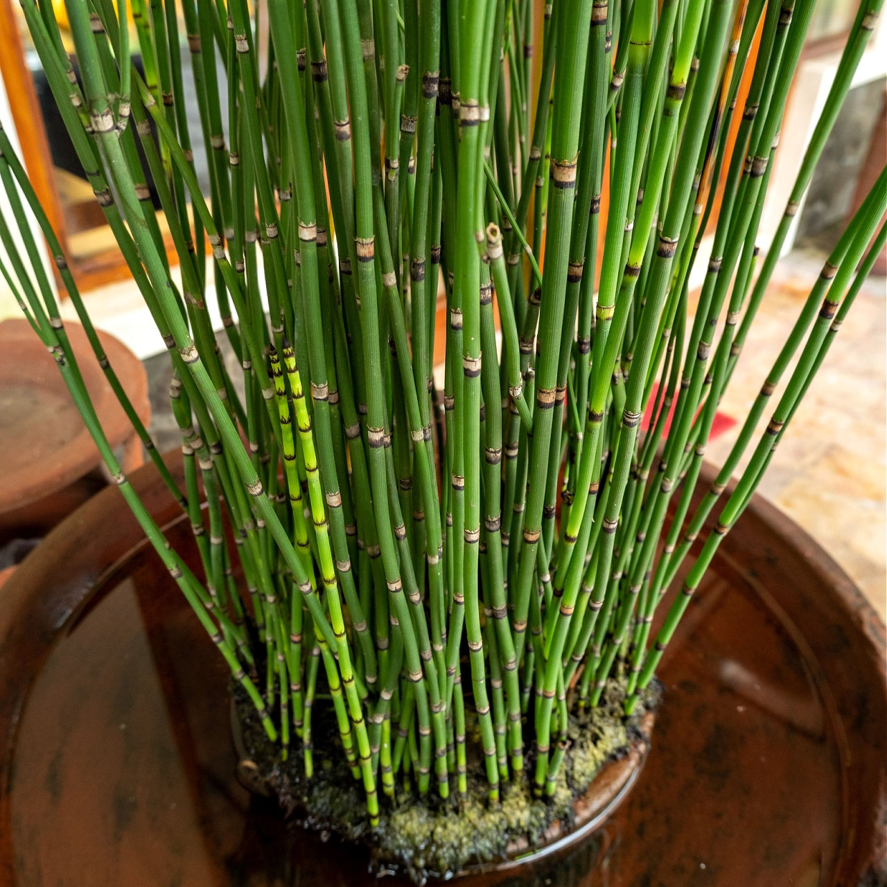 Horsetail Plants