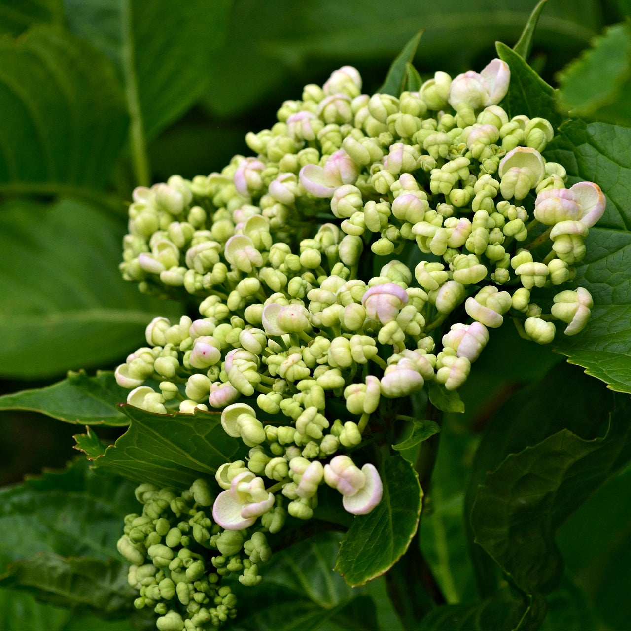 Hydrangea Arborescence