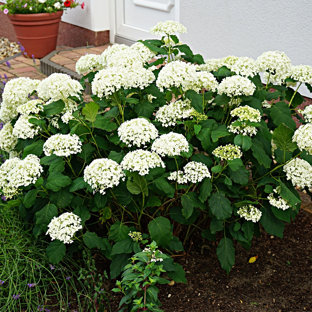 Hydrangea Arborescence Live Stakes