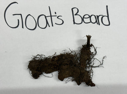 Dark brown tangled goats beard root system label closeup