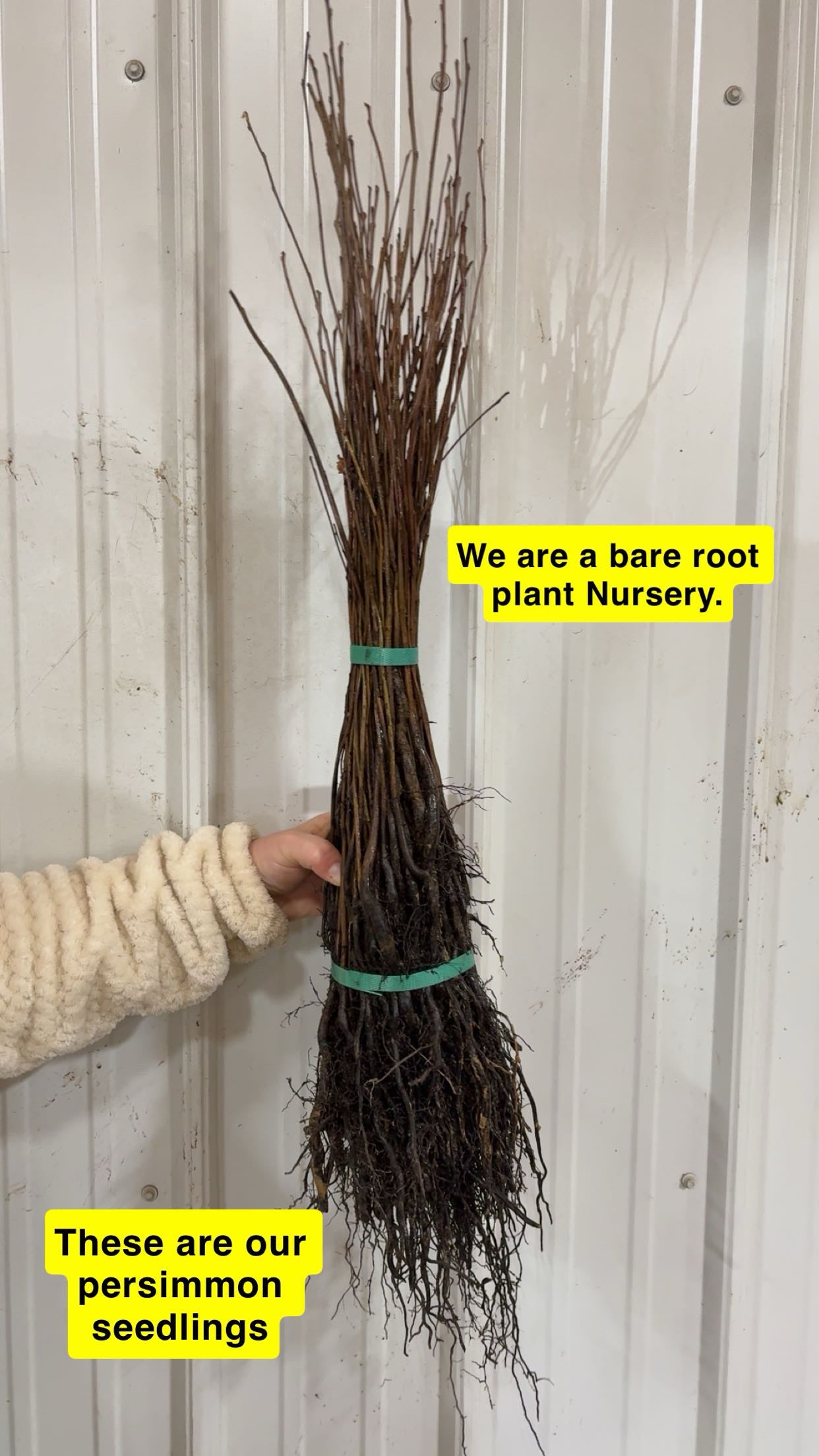 Bundle of bare-root persimmon tree seedlings with brown branches and dark roots tied by teal bands