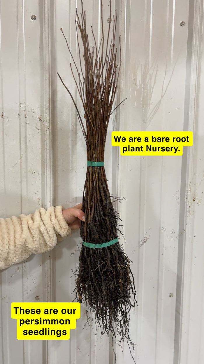 Bundle of bare-root persimmon tree seedlings with brown branches and dark roots tied by teal bands