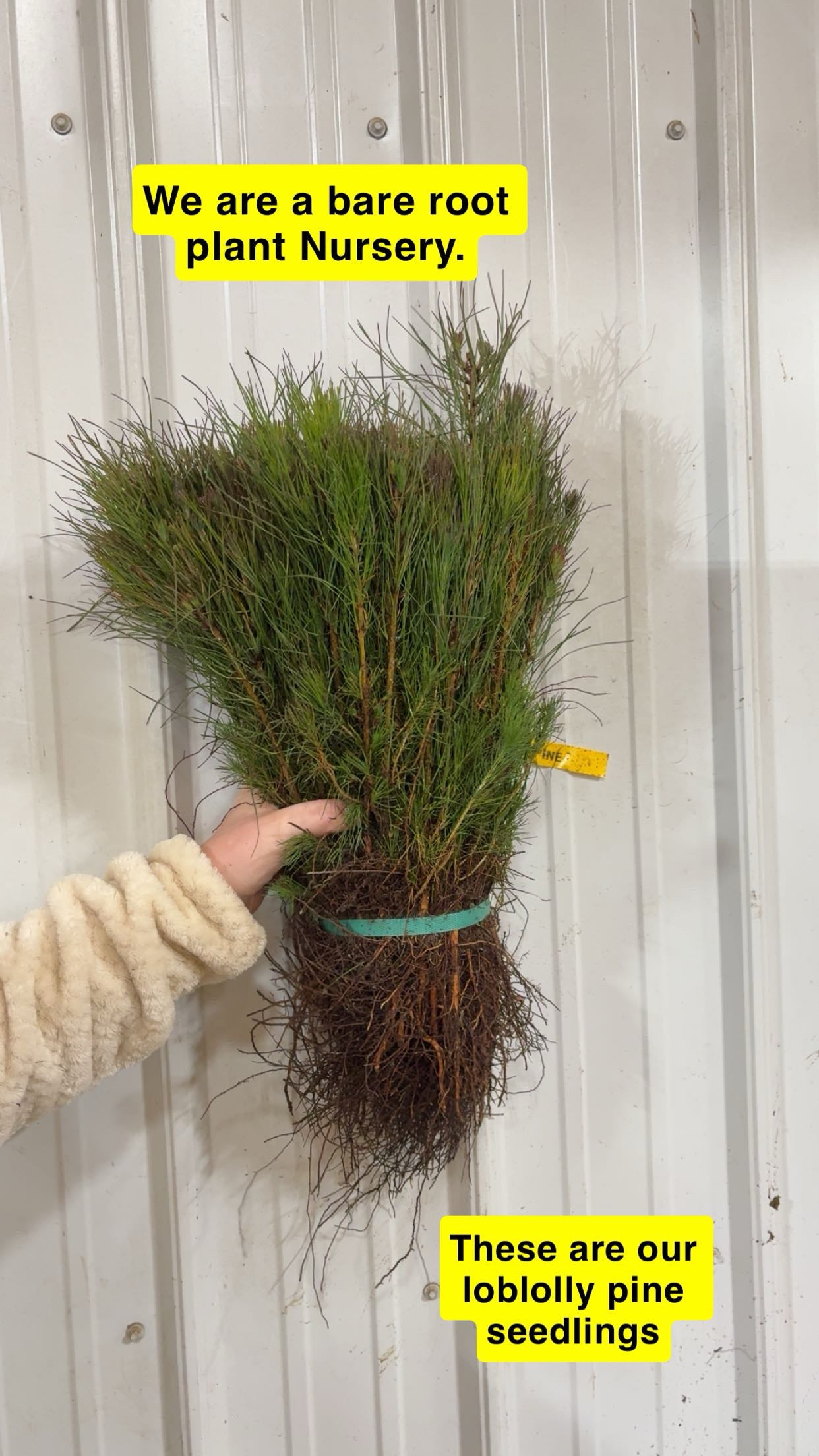 Bundle of Loblolly Pine Seedlings with exposed roots tied by teal band