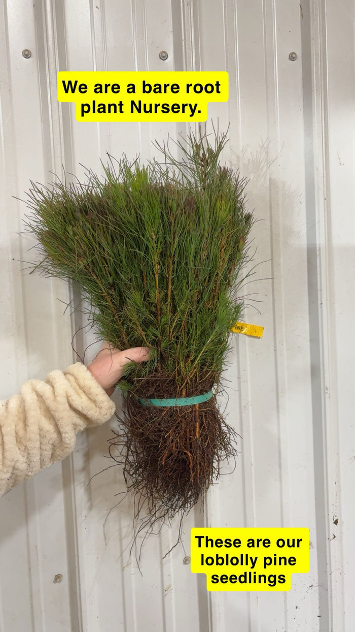 Bundle of Loblolly Pine Seedlings with exposed roots tied by teal band