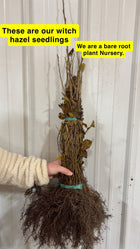 Bundle of Witch Hazel seedlings with bare roots tied by green bands