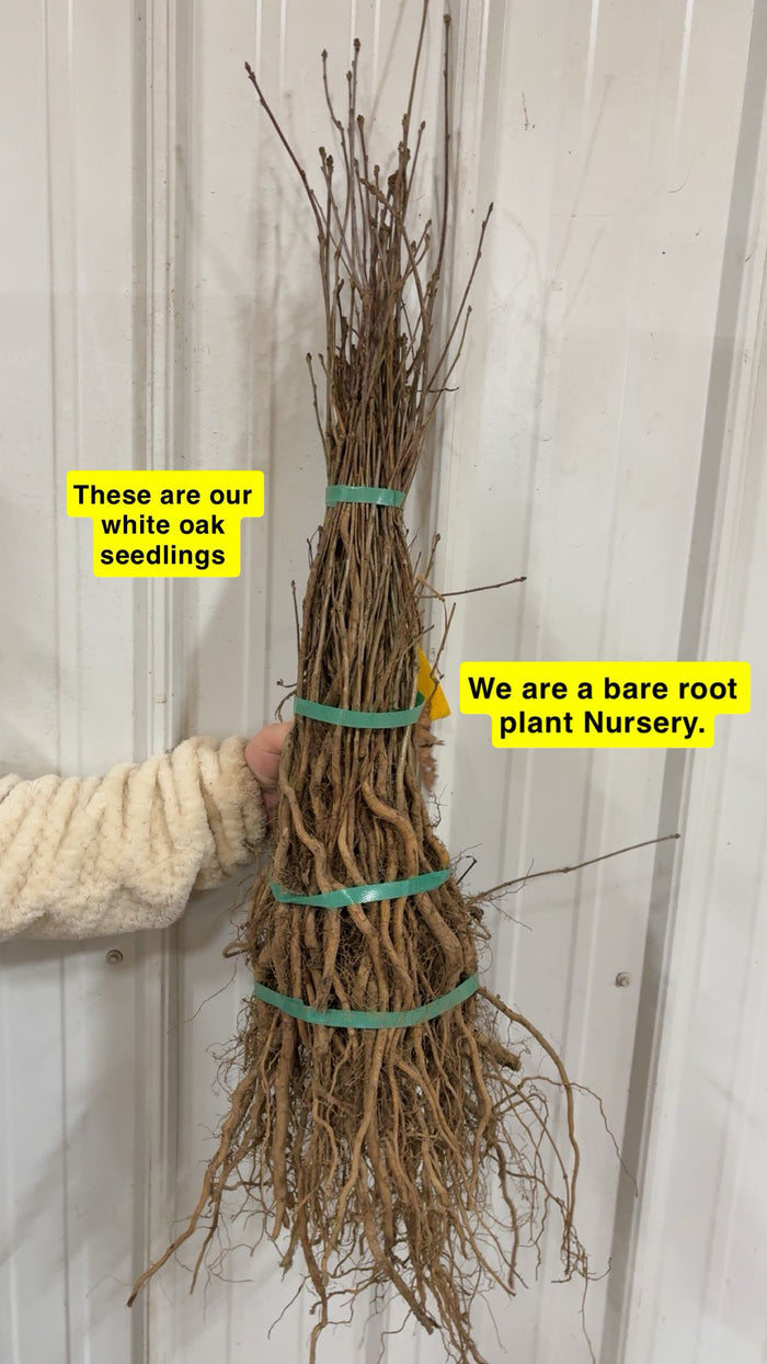 White oak seedlings bundle with bare roots tied by green bands