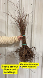 Bundle of bare root Sourwood Tree Seedlings with brown branches and earthy roots