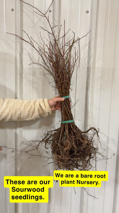 Bundle of bare root Sourwood Tree Seedlings with brown branches and earthy roots