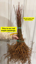 Red Maple Seedlings bundle with exposed roots tied by green bands
