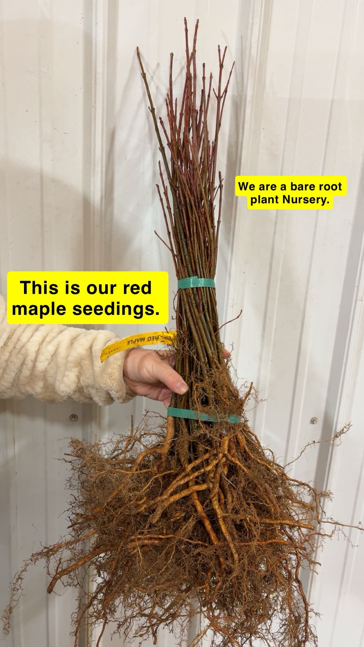 Red Maple Seedlings bundle with exposed roots tied by green bands