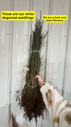 Bundled white dogwood seedlings with exposed roots and green ties
