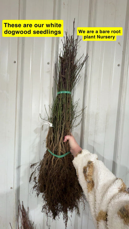 Bundled white dogwood seedlings with exposed roots and green ties