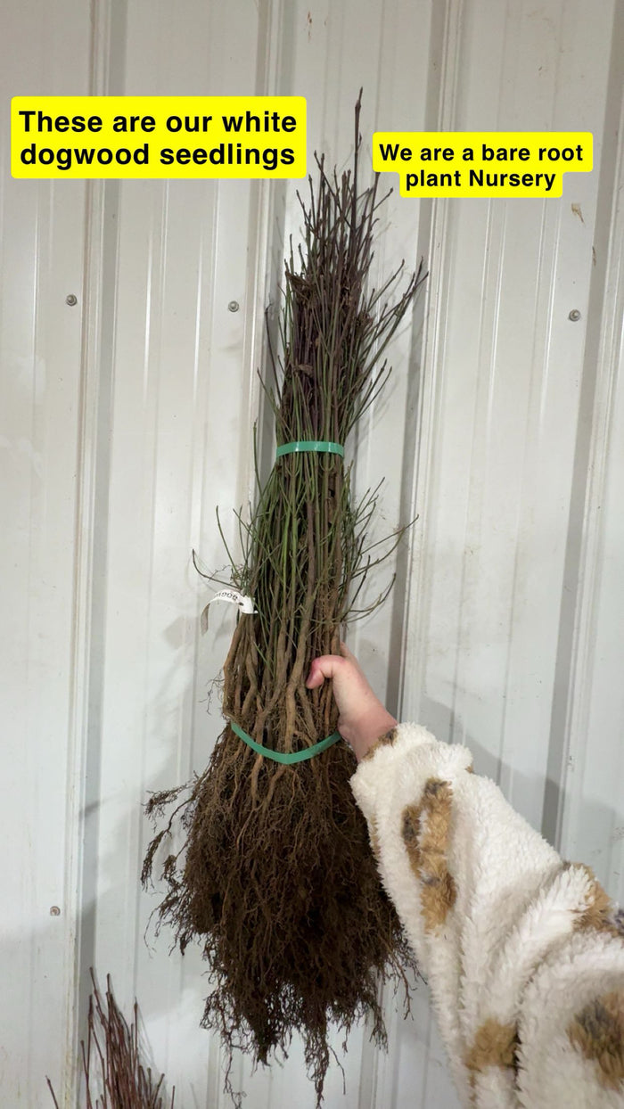 Bundled white dogwood seedlings with exposed roots and green ties