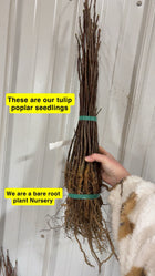 Bundle of brown bare-root Tulip Poplar Seedlings tied with green bands