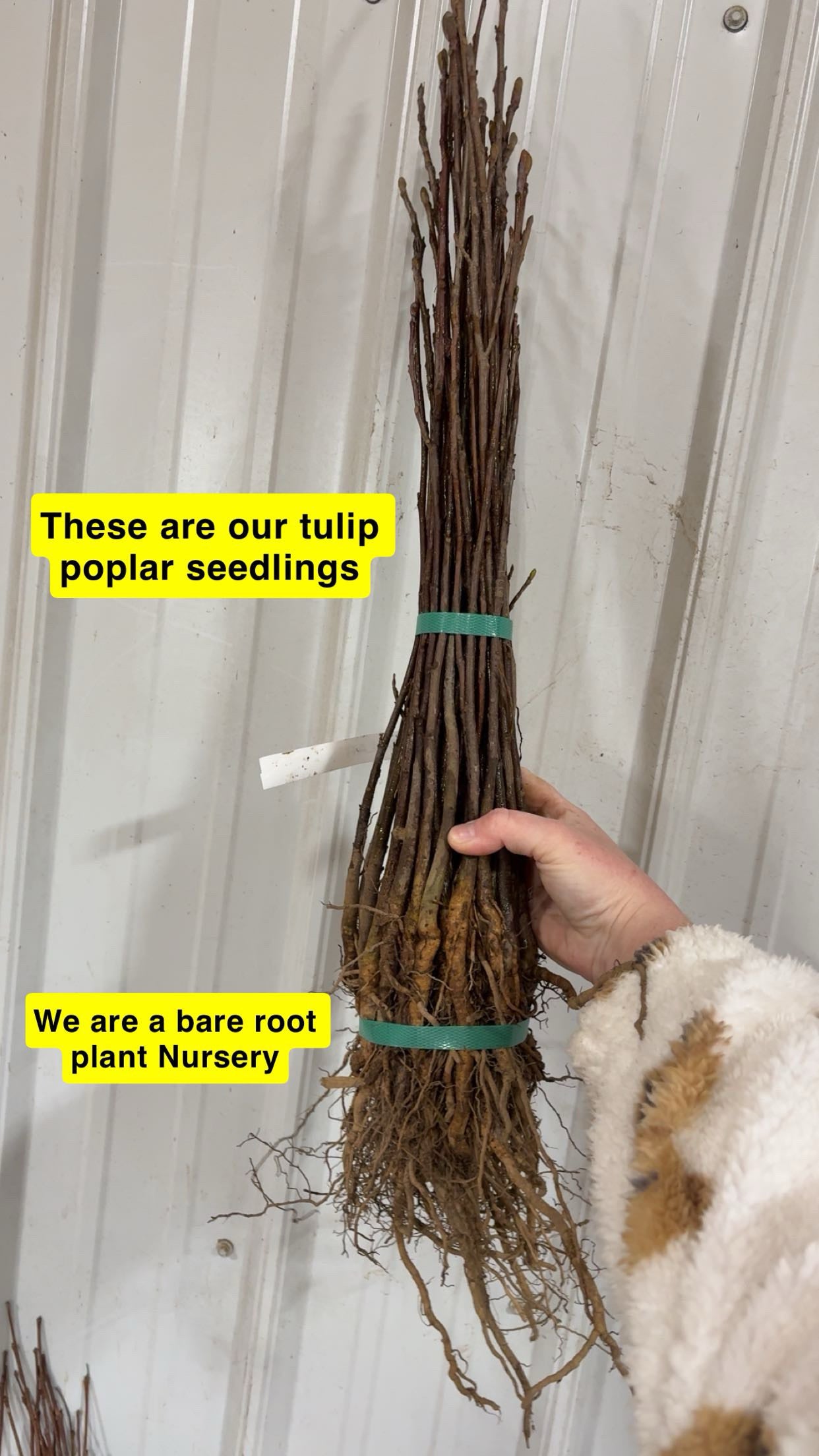 Bundle of brown bare-root Tulip Poplar Seedlings tied with green bands