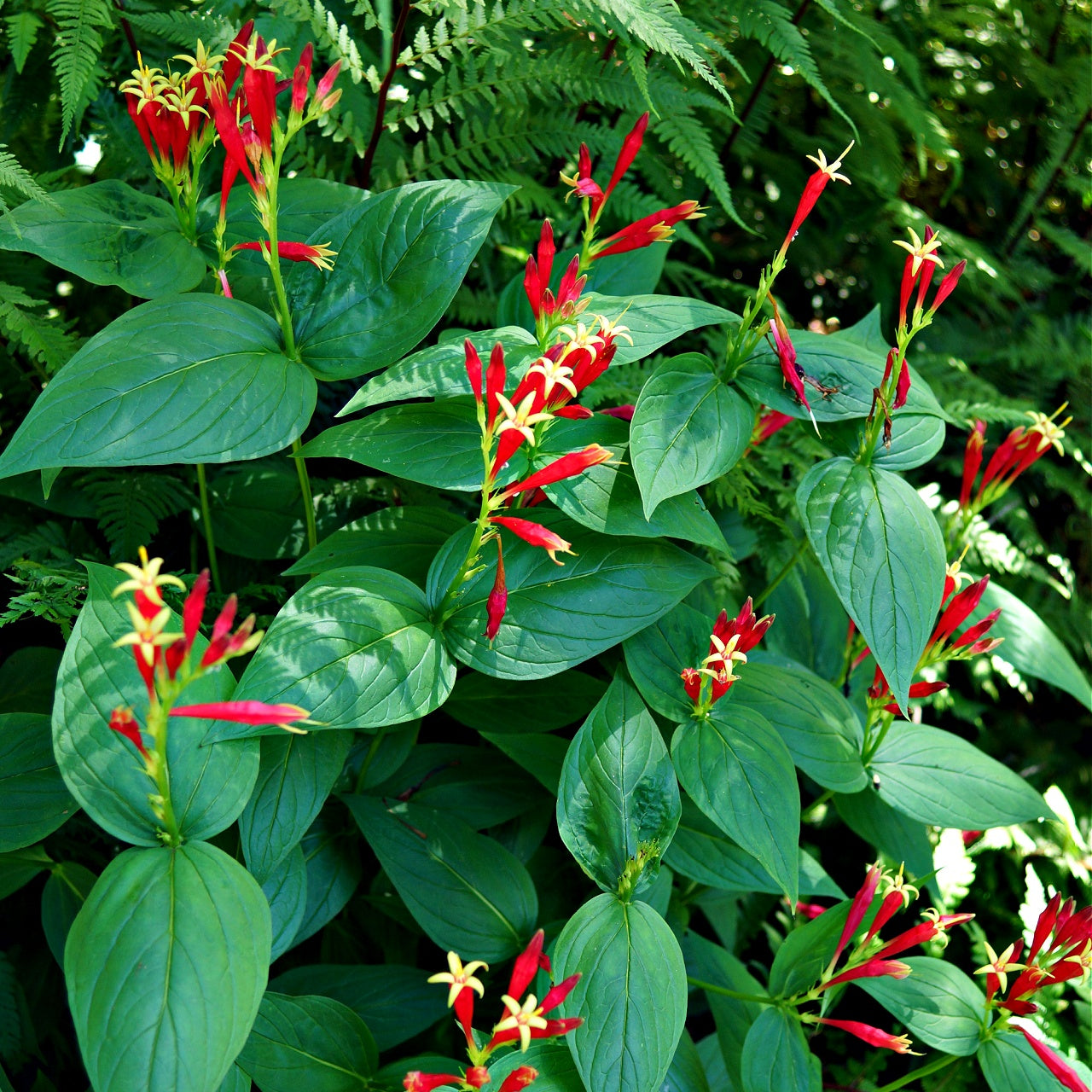 Indian Pink Plant