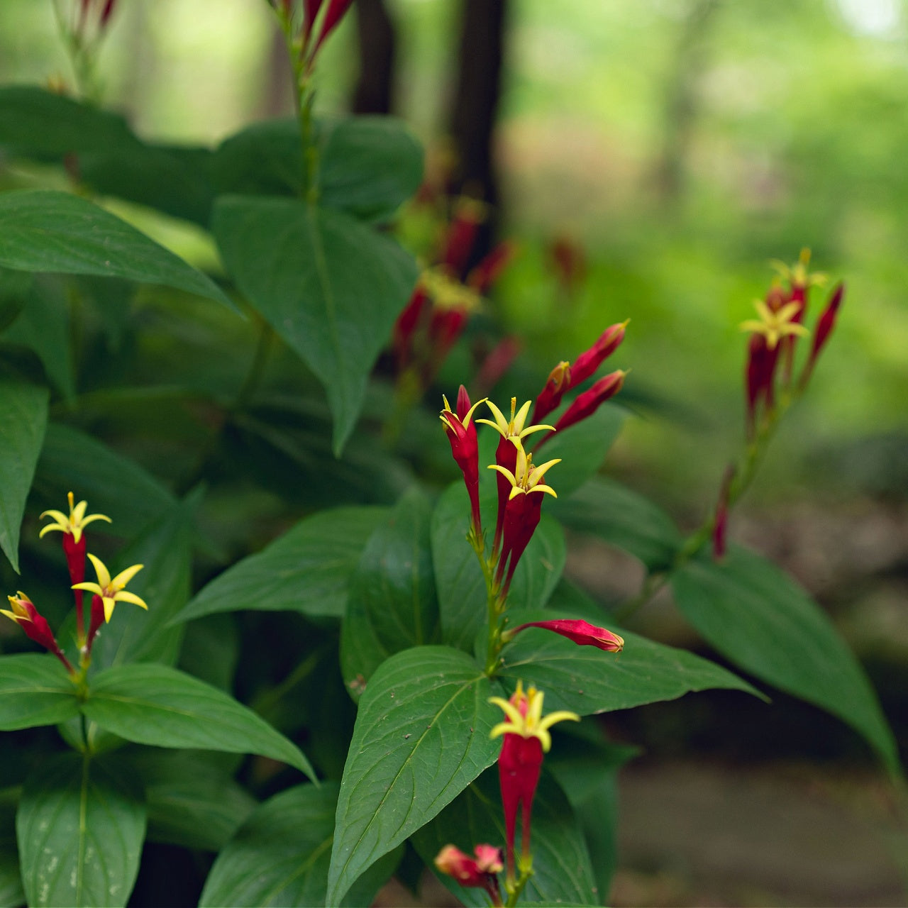 Indian Pink Plants