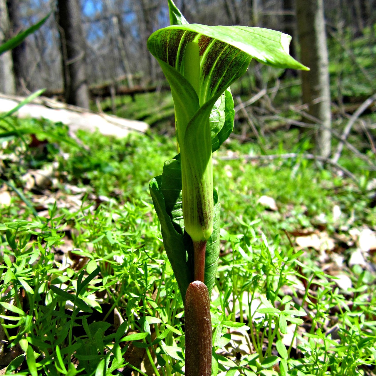 Jack In The Pulpit