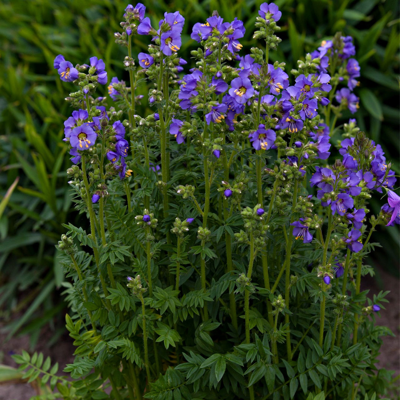 Jacob's Ladder