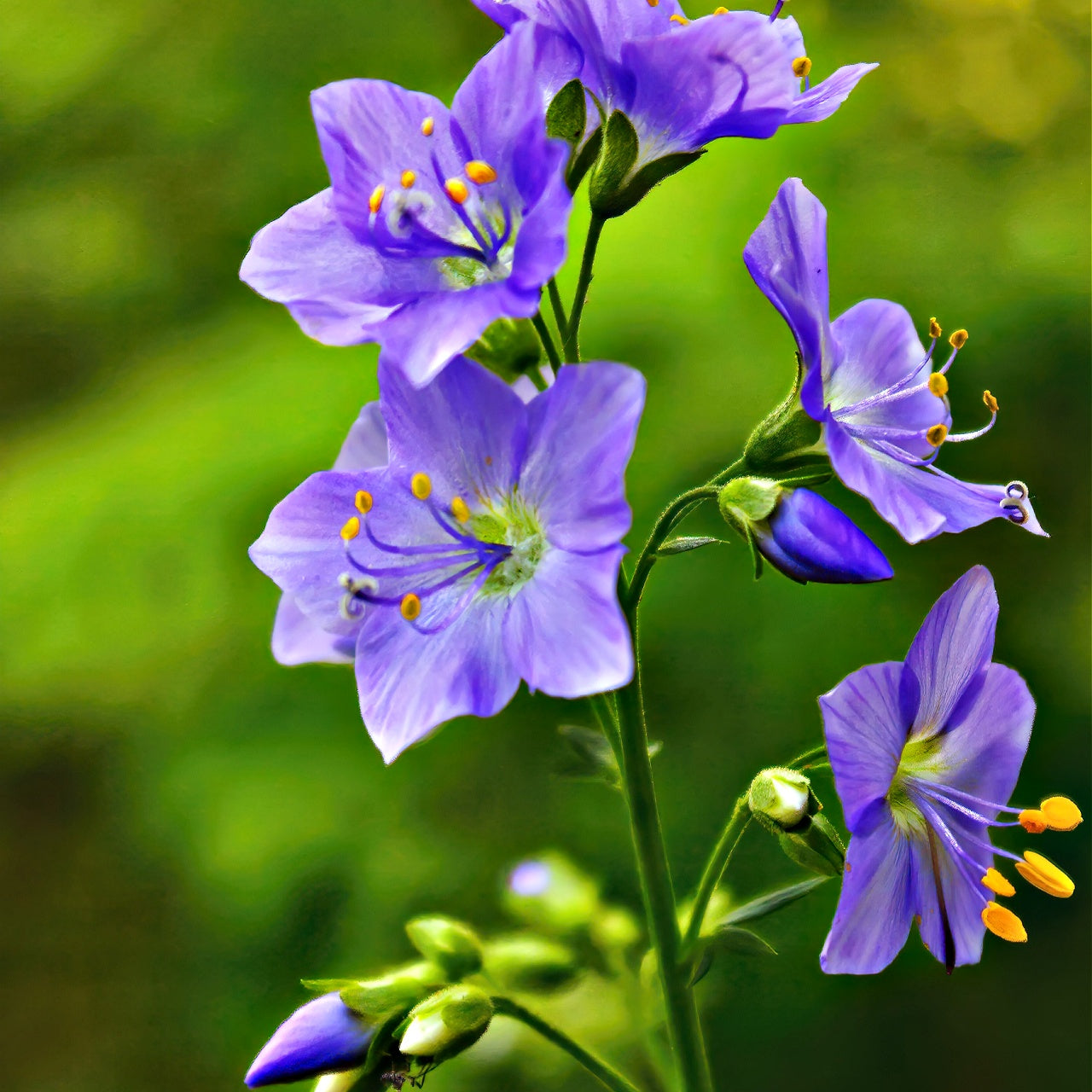 Jacob's Ladder Bloom