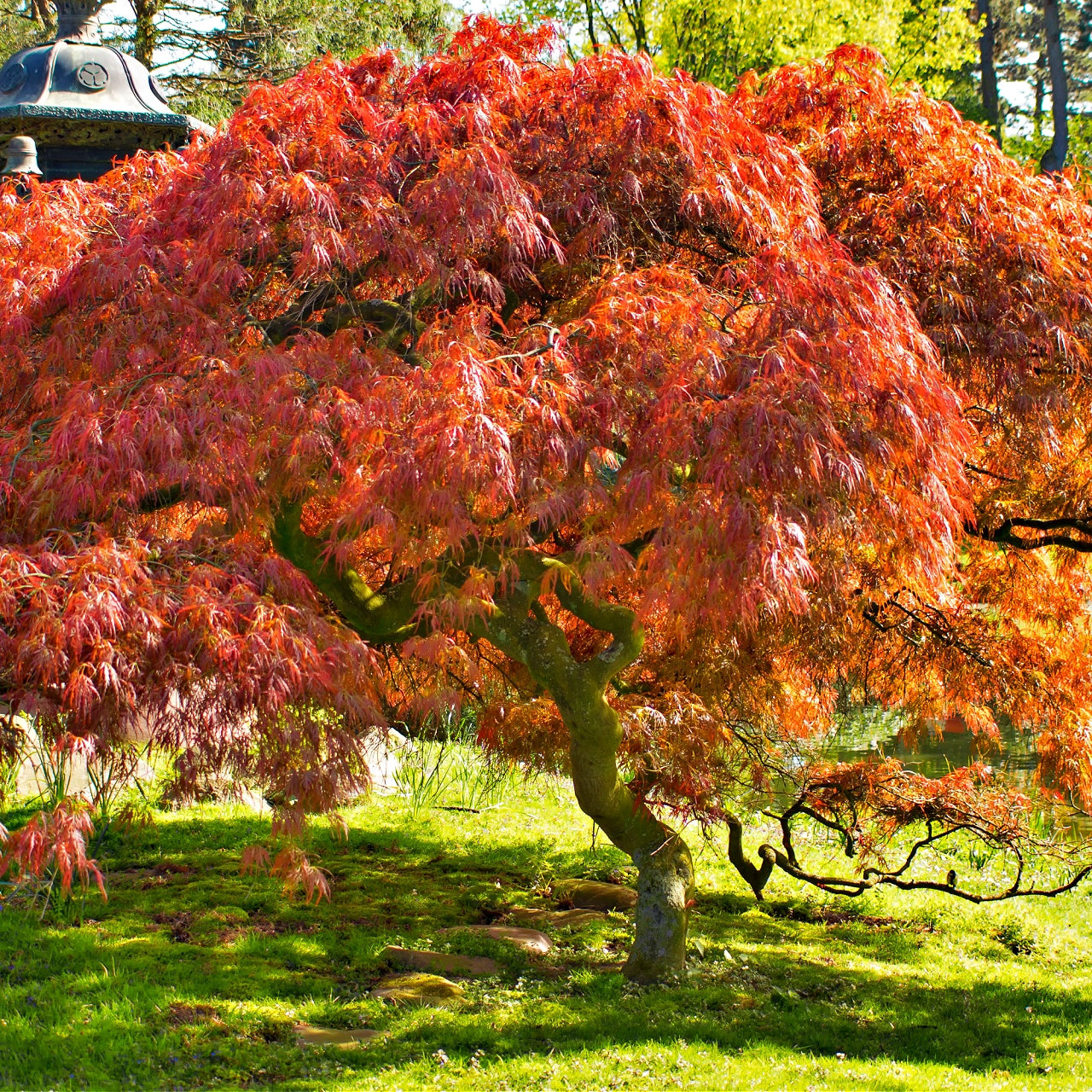 Japanese Maple 