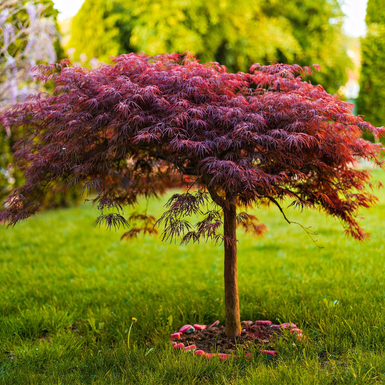 Japanese Maple Tree