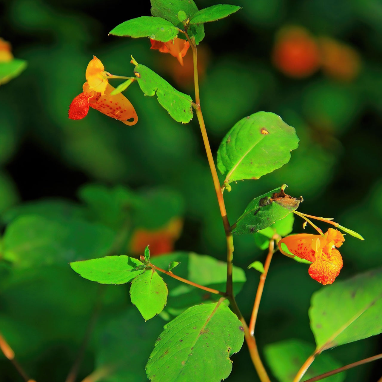 Jewelweed