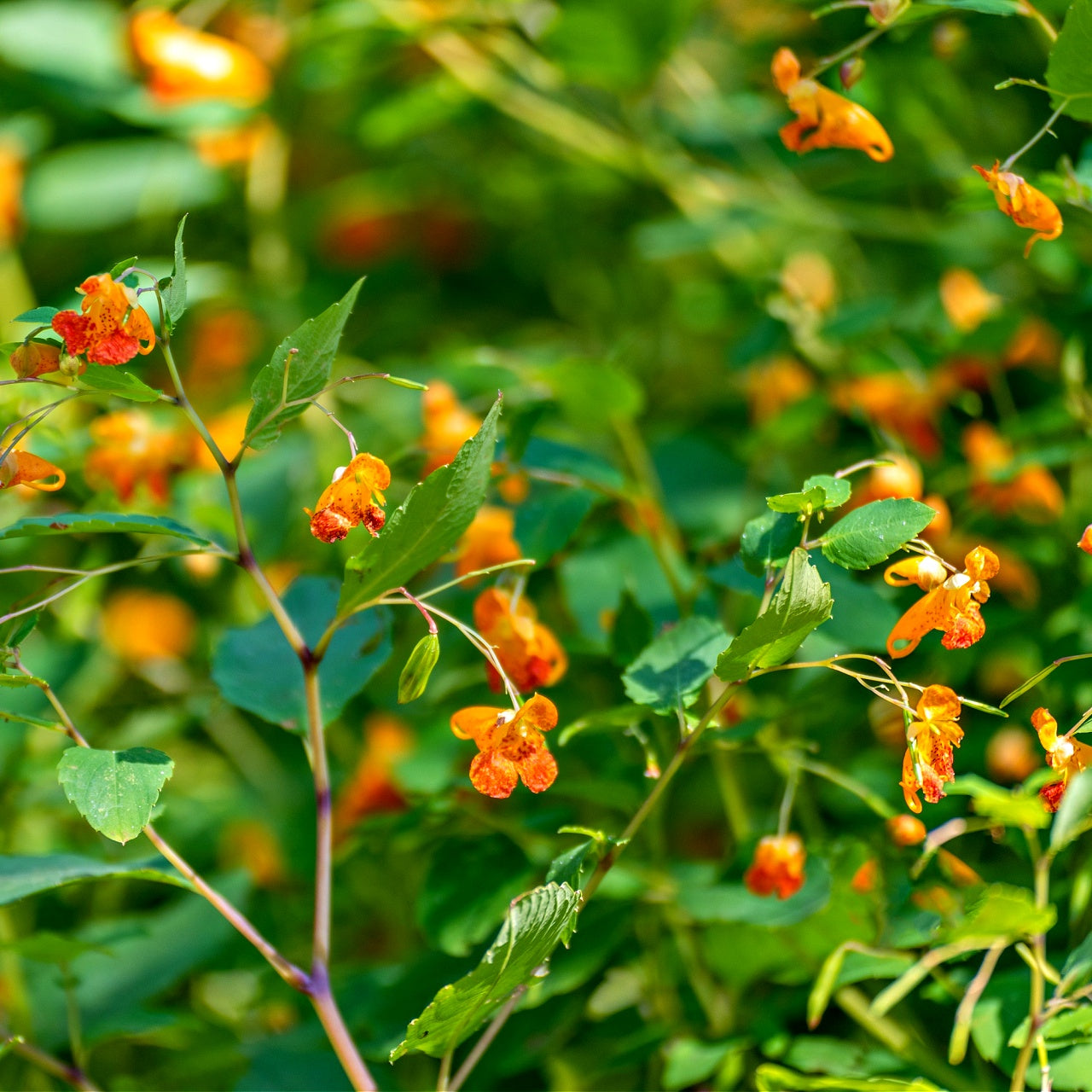 Jewelweed Plant