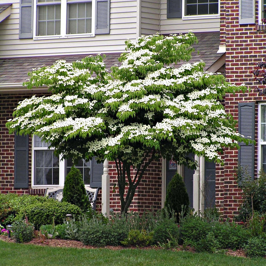 Kousa Dogwood