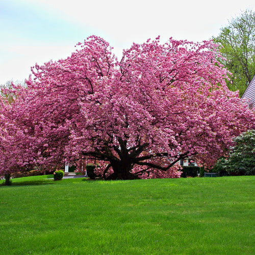 Kwanzan Cherry Tree