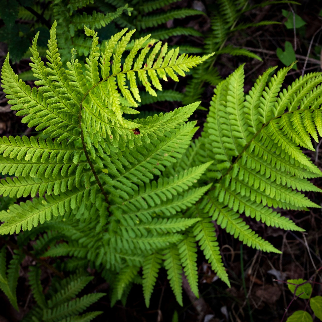 Lady Fern foliage 