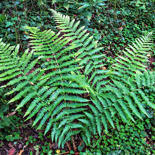 Lady Fern