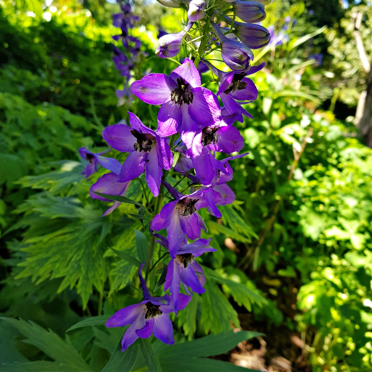 Larkspur