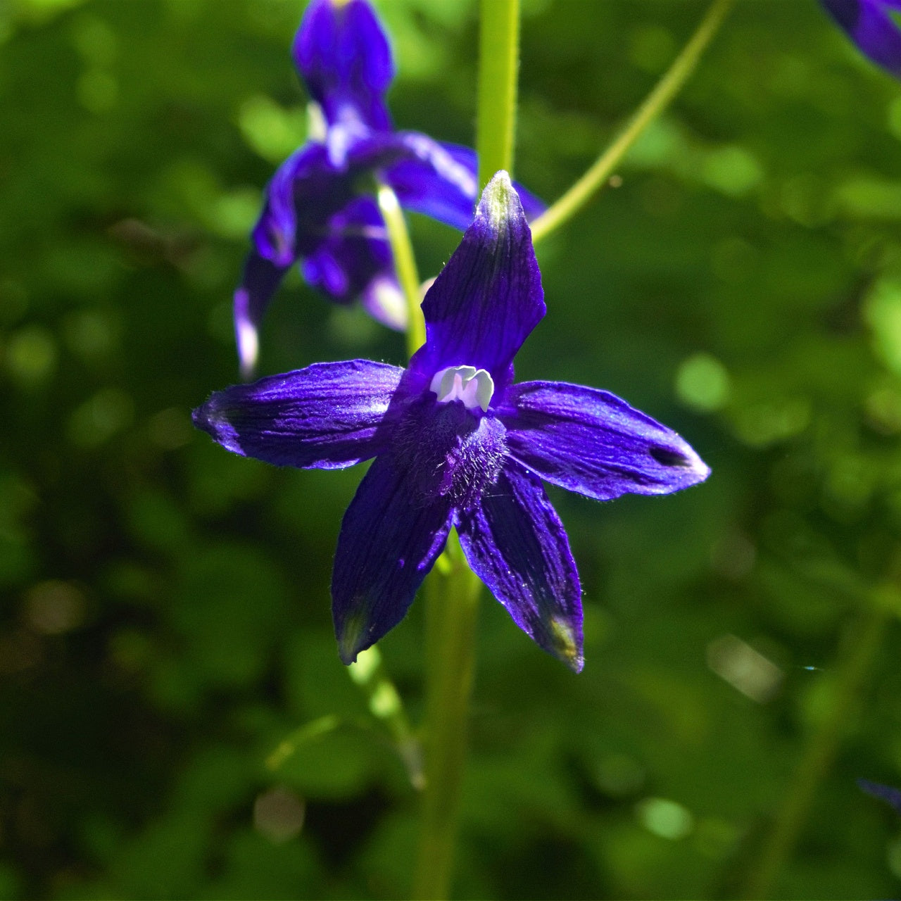 Larkspur Bloom