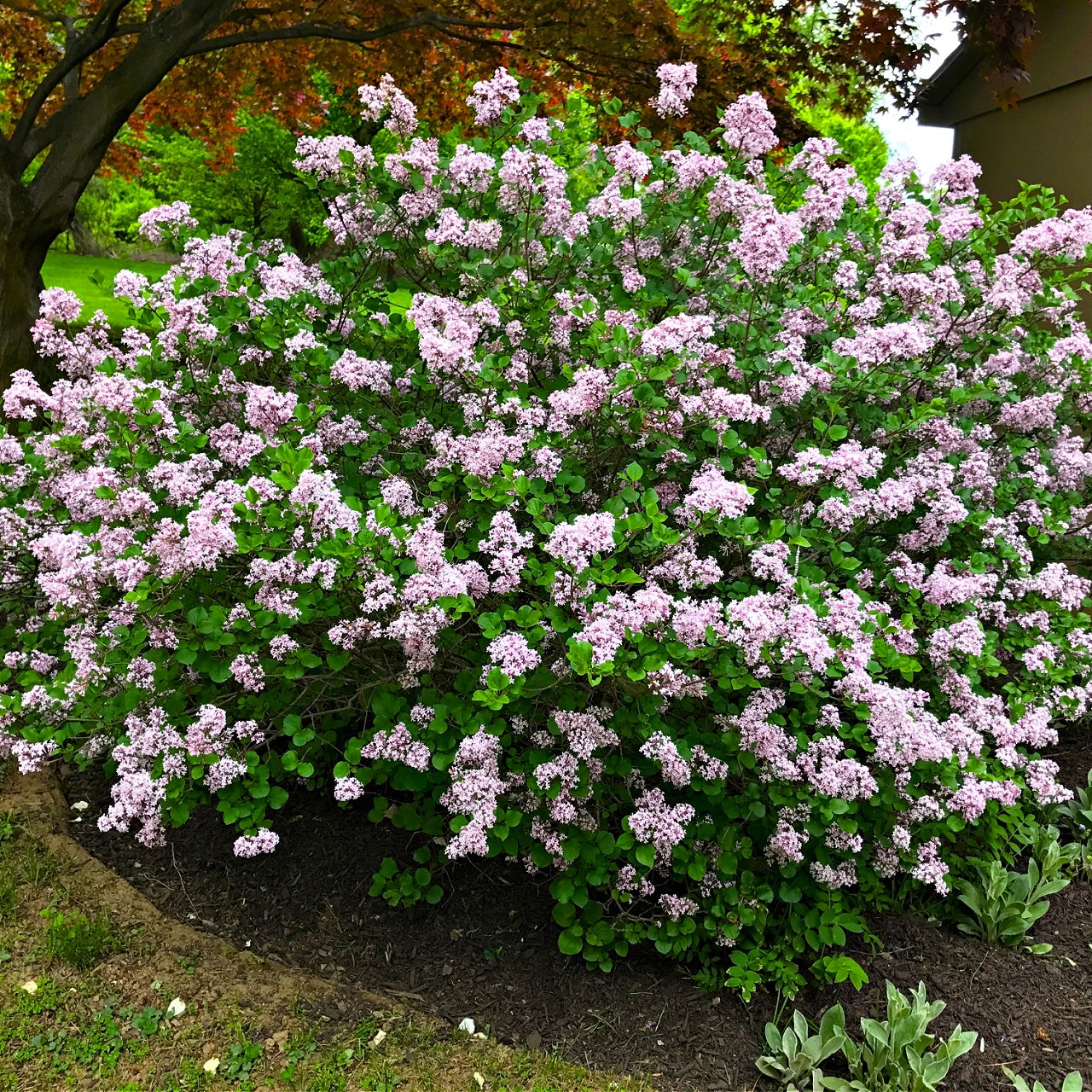 Lilac Shrub