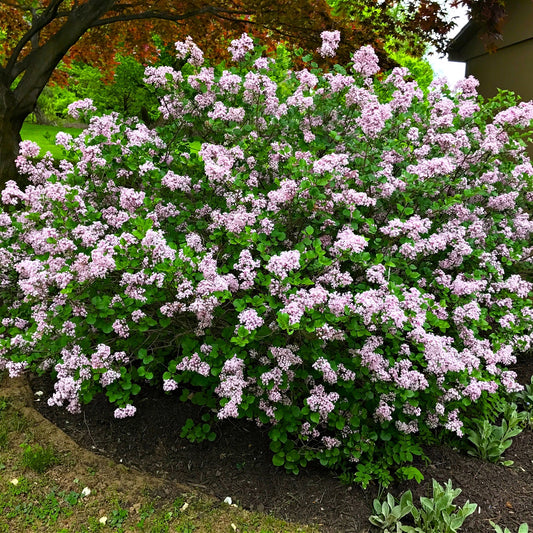 Lilac Shrub