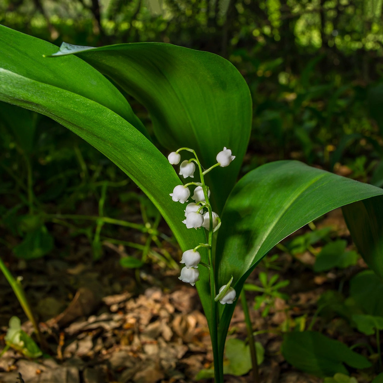 Lily Of The Valley Plant