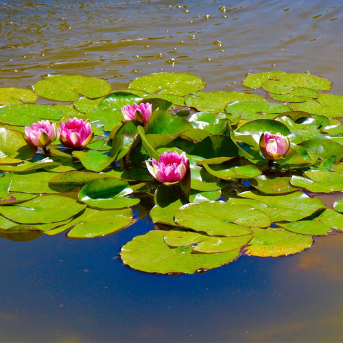 Lily Pads