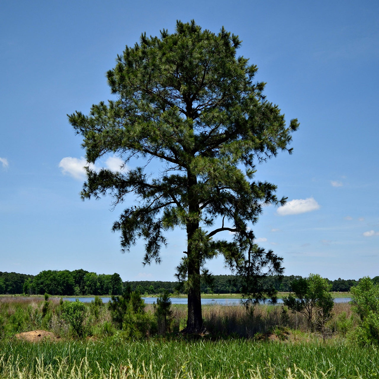 Loblolly Pine 