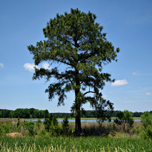 Loblolly Pine Tree