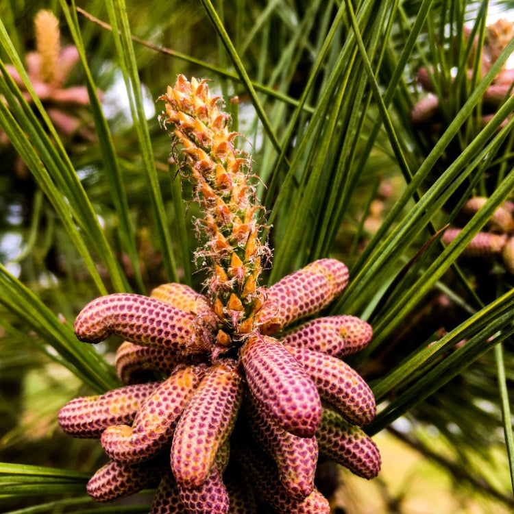 Loblolly Pine 