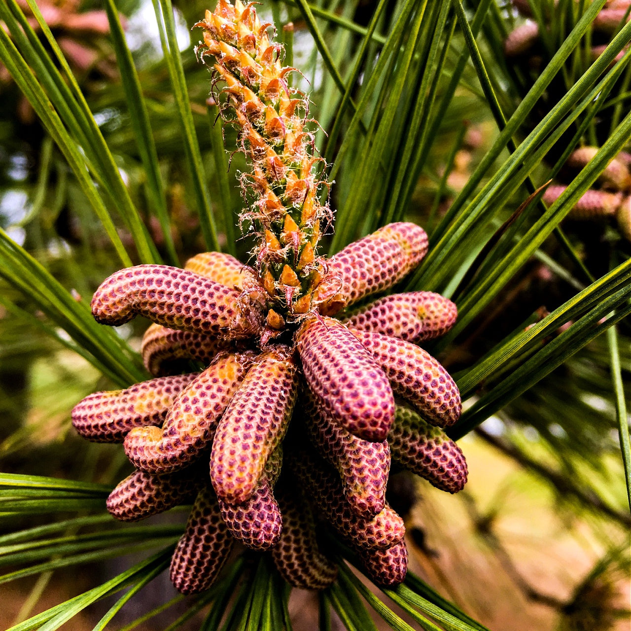 Loblolly Pine Seedling