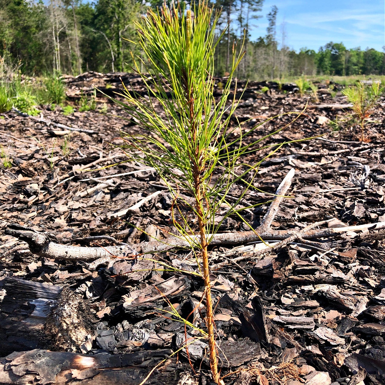 Loblolly Pine Seedlings