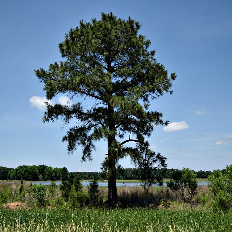 Tall loblolly pine tree with dense green needles against blue sky