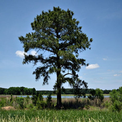 Tall loblolly pine tree with dense green needles against blue sky